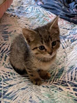 Domestic Short Hair Cats Available for Adoption in Plattsburgh, New York - Bravo | PetCurious