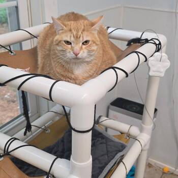 Pumpkin 26-0696 -  Domestic Short Hair Cat for Adoption in Yanceyville, North Carolina - Pumpkin 26-0696 | PetCurious