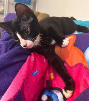 Bibba -  Domestic Short Hair Cat for Adoption in Sedalia, Colorado - Bibba | PetCurious