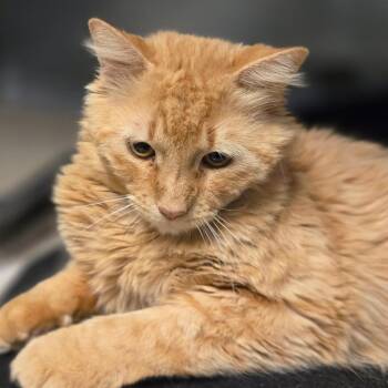 Domestic Long Hair Cats Available for Adoption in San Jacinto, California - Chedder Bob | PetCurious