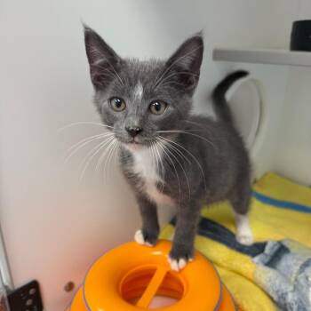 Domestic Short Hair Cats Available for Adoption in Jupiter, Florida - Anakin | PetCurious