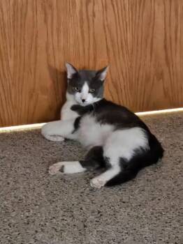 Moose -  Domestic Short Hair Cat for Adoption in Minneapolis, Minnesota - Moose | PetCurious