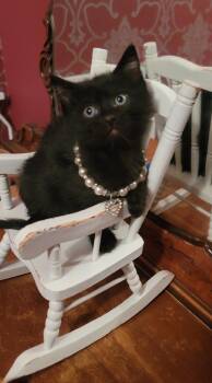 Ravenclaw -  Domestic Short Hair Cat for Adoption in Fruit Heights, Utah - Ravenclaw | PetCurious