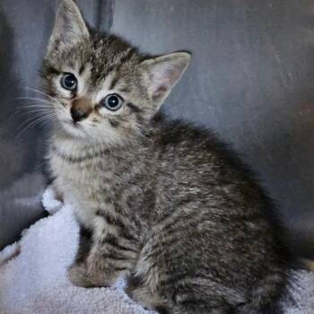 Tater -  Domestic Short Hair Cat for Adoption in Lake Panasoffkee, Florida - Tater | PetCurious
