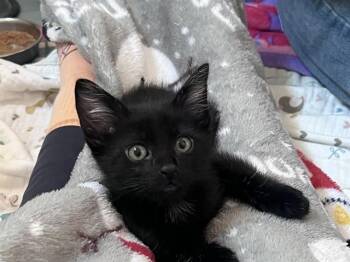 BEAN -  Domestic Short Hair Cat for Adoption in San Jose, California - BEAN | PetCurious