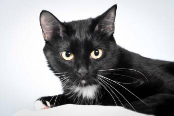 BEA -  Domestic Short Hair Cat for Adoption in Loveland, Colorado - BEA | PetCurious