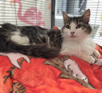 Bootsie -  Domestic Long Hair Cat for Adoption in Mount Carmel, Illinois - Bootsie | PetCurious