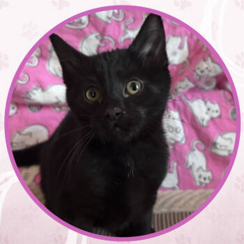 Rescue Domestic Short Hair Cats for Adoption in Toms River, New Jersey - Meowpie | PetCurious