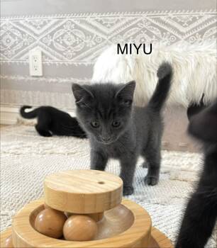 Miyu -  Domestic Short Hair Cat for Adoption - Miyu | PetCurious
