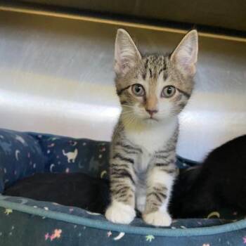 Cider -  Domestic Short Hair Cat for Adoption in Dayton, Ohio - Cider | PetCurious
