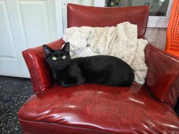 Hera -  Domestic Short Hair Cat for Adoption in Lewisburg, Tennessee - Hera | PetCurious