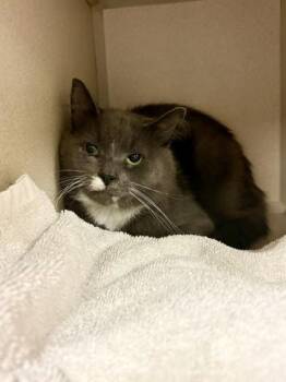Jet -  Domestic Short Hair Cat for Adoption in Quakertown, Pennsylvania - Jet | PetCurious