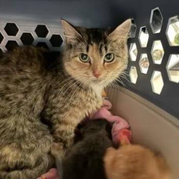 Sugar Magnolia -  Domestic Short Hair Cat for Adoption in Lynchburg, Virginia - Sugar Magnolia | PetCurious