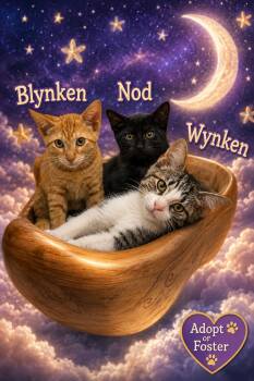 Wyken, Blyken and Nod (FCID# 08/17/2026-27,28,29) -  Domestic Short Hair Cat for Adoption in Greenville, Delaware - Wyken, Blyken And Nod (FCID# 08/17/2026-27,28,29) | PetCurious