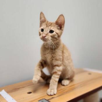 Simba -  Domestic Short Hair Cat for Adoption in Davenport, Iowa - Simba | PetCurious