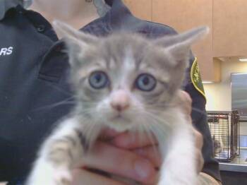 DOT -  Domestic Short Hair Cat for Adoption in Sacramento, California - DOT | PetCurious