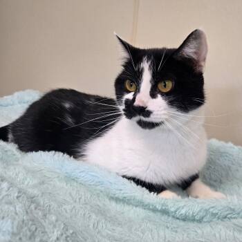 Rescue Domestic Short Hair Cats for Adoption in Binghamton, New York - Flower | PetCurious