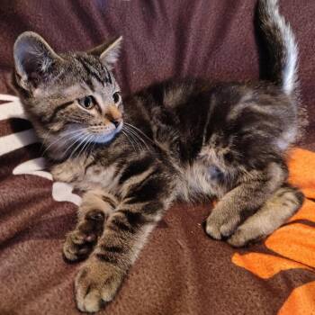 Rescue Domestic Short Hair Cats for Adoption in Bentonville, Arkansas - Mel Gibson | PetCurious