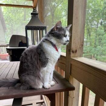Domestic Medium Hair Cats Available for Adoption in Lynchburg, Virginia - Emmy | PetCurious