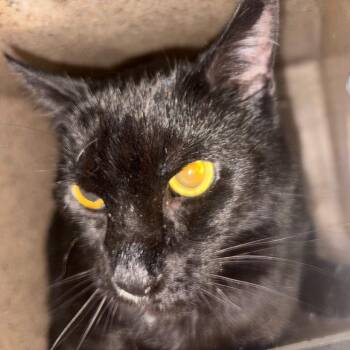 IVHS-Stray-143222 -  Domestic Short Hair Cat for Adoption in San Gabriel, California - IVHS-Stray-143222 | PetCurious