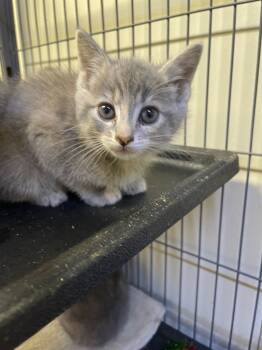 Rescue Domestic Short Hair Cats for Adoption in Portland, Indiana - Aria | PetCurious