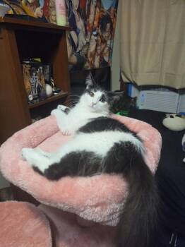Honey dew -  Domestic Long Hair Cat for Adoption in Lincoln Park, Michigan - Honey Dew | PetCurious