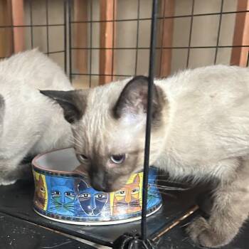 Mildred -  Domestic Short Hair Cat for Adoption in Springdale, Arkansas - Mildred | PetCurious