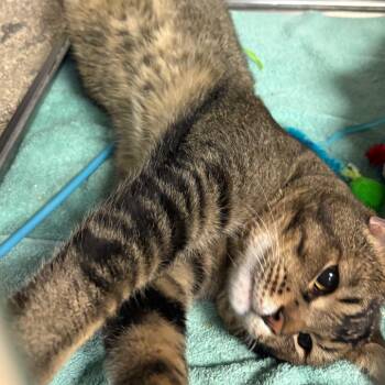 Starli -  Abyssinian Cat for Adoption in San Jacinto, California - Starli | PetCurious