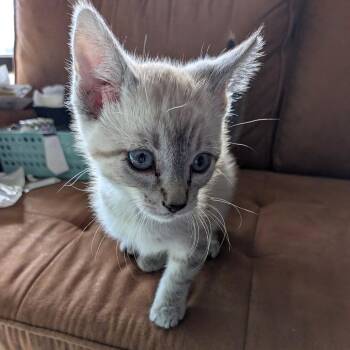 Sokka -  Siamese Cat for Adoption in Chico, California - Sokka | PetCurious