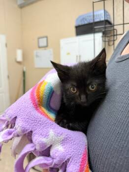 Rescue Domestic Short Hair Cats for Adoption in Sherwood, Oregon - Horton K | PetCurious
