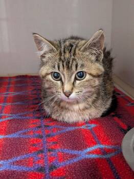 Biscotti -  Domestic Short Hair Cat for Adoption in Wetaskiwin, Alberta - Biscotti | PetCurious