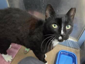 Domestic Short Hair Cats Available for Adoption in Martinez, California - DON JUAN | PetCurious