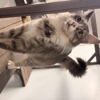 Aspen -  Domestic Long Hair Cat for Adoption in Leesville, Louisiana - Aspen | PetCurious