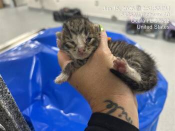 AMY -  Domestic Short Hair Cat for Adoption in Ocala, Florida - AMY | PetCurious
