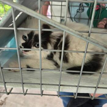Ruckus -  Domestic Long Hair Cat Available for Adoption in Kansas City, Missouri - Ruckus | PetCurious