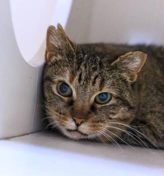 Kitty Witters -  Domestic Short Hair Cat for Adoption in Golden, Colorado - Kitty Witters | PetCurious