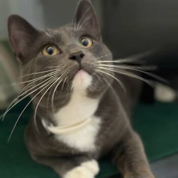 Rescue Domestic Short Hair and Extra Toes Cat Hemingway Polydactyl Cats for Adoption in Glenwood, Minnesota - Bait | PetCurious