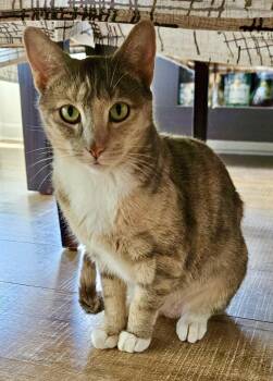Dilute Tortoiseshell Cats Available for Adoption in San Juan Capistrano, California - Jewel | PetCurious