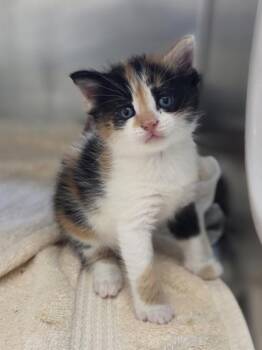 Twinkie -  Domestic Short Hair Cat for Adoption in Westland, Michigan - Twinkie | PetCurious