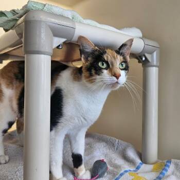 Coco -  Domestic Short Hair Cat for Adoption in Harrisonburg, Virginia - Coco | PetCurious