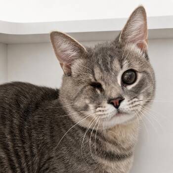 Pollux -  Domestic Short Hair Cat for Adoption in Pontiac, Michigan - Pollux | PetCurious