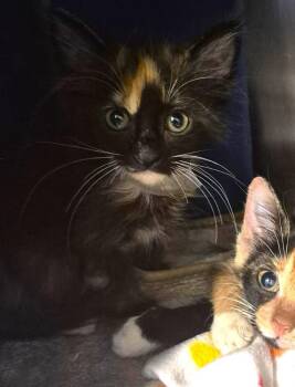 CINNAMON -  Domestic Long Hair and Domestic Short Hair Cat for Adoption in Houston, Texas - CINNAMON | PetCurious