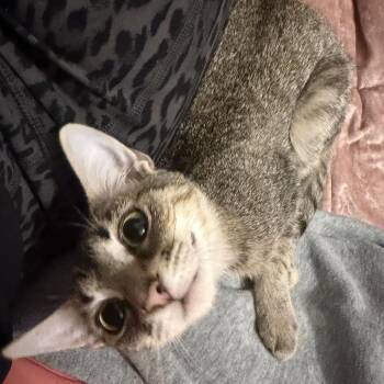 Olivia -  Domestic Short Hair Cat for Adoption in Titusville, Florida - Olivia | PetCurious
