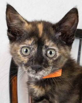 Blueberry -  Domestic Short Hair and Tortoiseshell Cat for Adoption in Kennesaw, Georgia - Blueberry | PetCurious