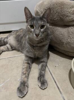 Misty -  Tabby Cat for Adoption in Mobile, Alabama - Misty | PetCurious
