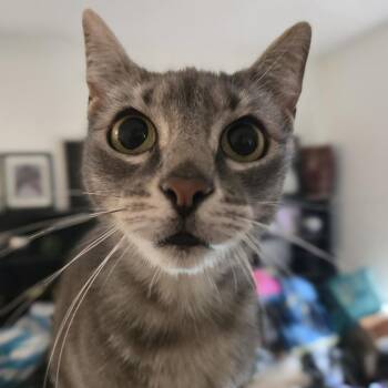 Satine -  Domestic Short Hair Cat for Adoption in Abbotsford, British Columbia - Satine | PetCurious