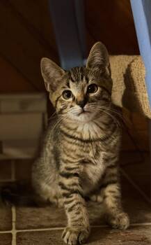 Phoenix and Milo -  Domestic Short Hair Cat for Adoption in Roberts Creek, British Columbia - Phoenix And Milo | PetCurious