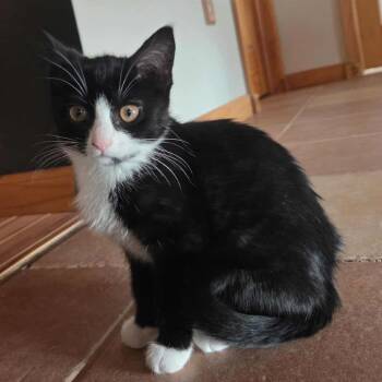 Rescue Domestic Short Hair Cats for Adoption in Wadena, Minnesota - Oreo | PetCurious