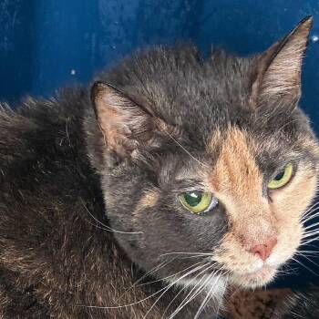 Twine -  Domestic Short Hair Cat for Adoption in Philadelphia, Pennsylvania - Twine | PetCurious