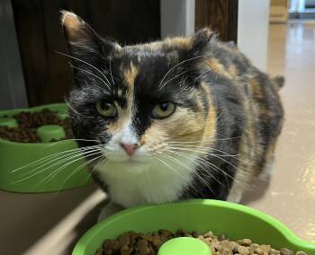 LAVA (CR/SC) -  Domestic Short Hair Cat Available for Adoption in Sainte-angèle-de-monnoir, Quebec - LAVA (CR/SC) | PetCurious